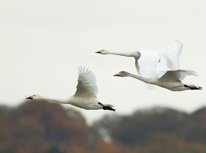 vliegende wilde zwanen